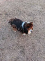 Skye, a female Shetland Sheepdog for sale in Lone Oak, TX – 1 of 3