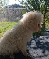 Cotton, a male Poodle - Miniature  and Westiepoo for sale in Lone Oak, TX – 3 of 3