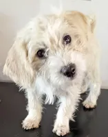 Tink, a female West Highland White Terrier and Poodle - Toy  for sale in Lone Oak, TX – Photo 3 of 6