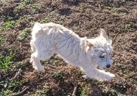 Tink, a female West Highland White Terrier and Poodle - Toy  for sale in Lone Oak, TX – Photo 1 of 6