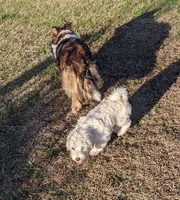 Tink, a female West Highland White Terrier and Poodle - Toy  for sale in Lone Oak, TX – Photo 5 of 6