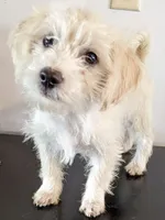 Tink, a female West Highland White Terrier and Poodle - Toy  for sale in Lone Oak, TX – Photo 2 of 6