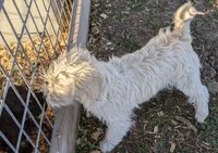 Tink, a female West Highland White Terrier and Poodle - Toy  for sale in Lone Oak, TX – Photo 6 of 6