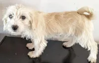 Tink, a female West Highland White Terrier and Poodle - Toy  for sale in Lone Oak, TX – Photo 4 of 6