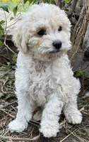 Sugar, a female Aussiedoodle and Poodle - Miniature  for sale in Lone Oak, TX – 3 of 4