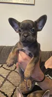 Tiny , a female French Bulldog and Jagdterrier for sale in Chico, CA – 4 of 6