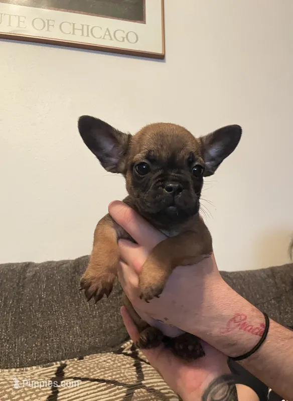 Tiny  – French Bulldog, Jagdterrier puppy for sale in Chico, CA