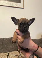 Tiny , a female French Bulldog and Jagdterrier for sale in Chico, CA – 1 of 6