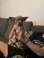 Tiny , a female French Bulldog and Jagdterrier for sale in Chico, CA – 2 of 6