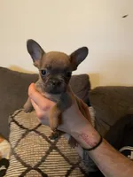 Tiny , a female French Bulldog and Jagdterrier for sale in Chico, CA – 5 of 6