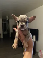 Tiny , a female French Bulldog and Jagdterrier for sale in Chico, CA – 3 of 6