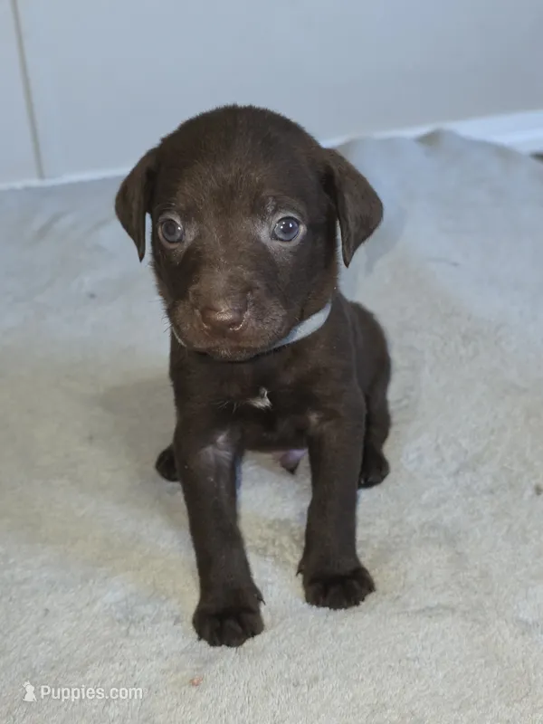 Eugene  – American Pit Bull Terrier, Goldendoodle puppy for sale in Midway, TN