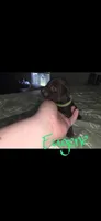 Eugene , a male American Pit Bull Terrier and Goldendoodle for sale in Midway, TN – 4 of 6