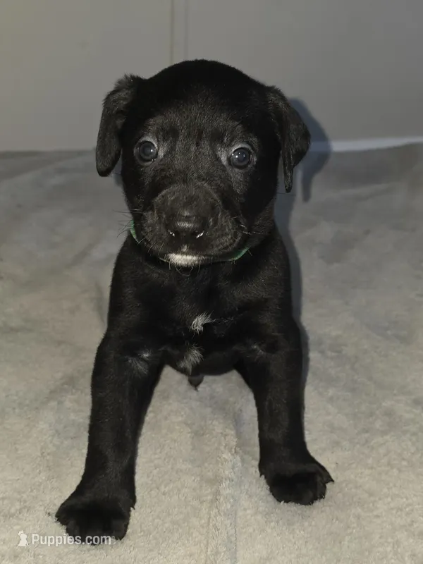 Cecil – American Pit Bull Terrier, Goldendoodle puppy for sale in Midway, TN