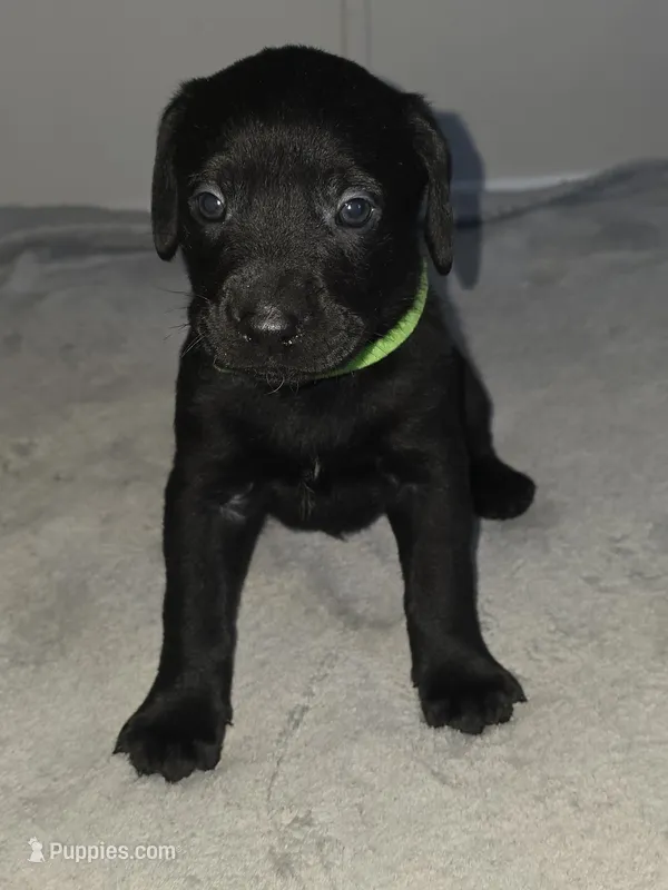 Cletus  – American Pit Bull Terrier, Goldendoodle puppy for sale in Midway, TN