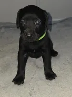 Cletus , a male American Pit Bull Terrier and Goldendoodle for sale in Midway, TN – 1 of 7