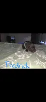 Fredrick , a male American Pit Bull Terrier and Goldendoodle for sale in Midway, TN – 4 of 7