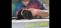Cletus , a male American Pit Bull Terrier and Goldendoodle for sale in Midway, TN – 7 of 7