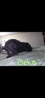 Cletus , a male American Pit Bull Terrier and Goldendoodle for sale in Midway, TN – 4 of 7