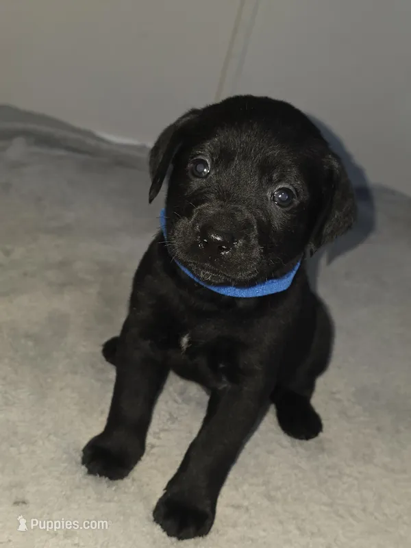 Edgar – American Pit Bull Terrier, Goldendoodle puppy for sale in Midway, TN