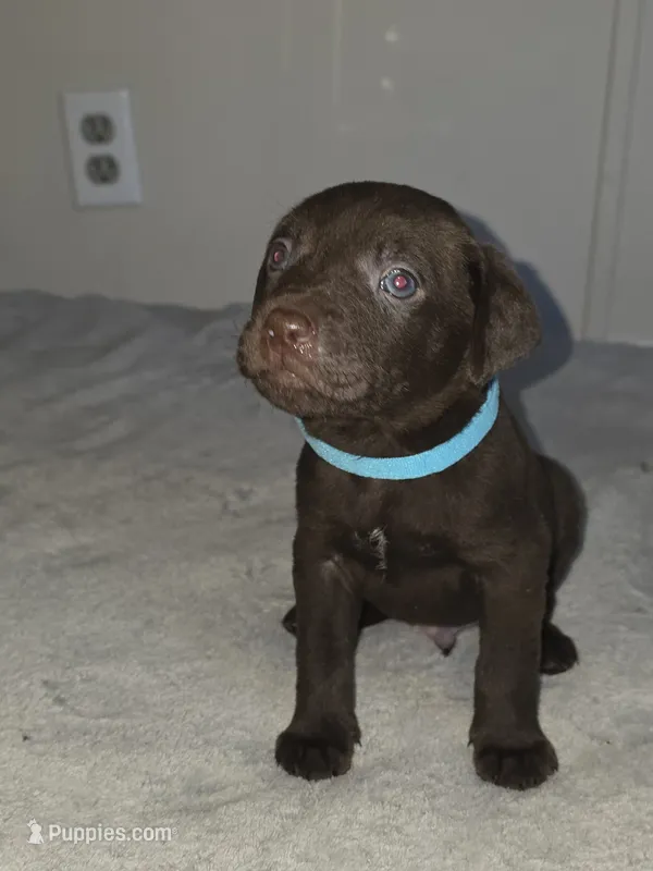 Fredrick  – American Pit Bull Terrier, Goldendoodle puppy for sale in Midway, TN