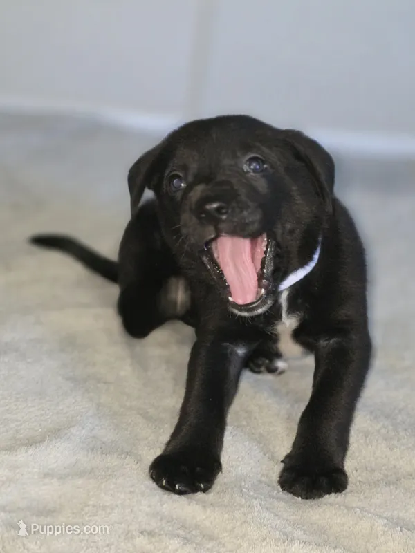 Norman – American Pit Bull Terrier, Goldendoodle puppy for sale in Midway, TN
