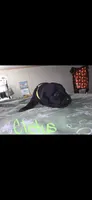 Cletus , a male American Pit Bull Terrier and Goldendoodle for sale in Midway, TN – 5 of 7