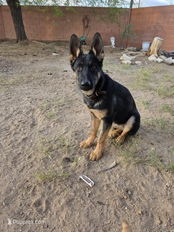Lucie – German Shepherd Dog puppy for sale in Buckeye, AZ