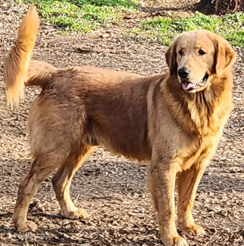 Ruby – Golden Retriever puppy for sale in Claremont, NC