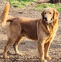 Ruby, a female Golden Retriever for sale in Claremont, NC – 1 of 10