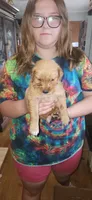 Sampson , a male Golden Retriever for sale in Claremont, NC – 5 of 5