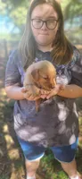 Ruby, a female Golden Retriever for sale in Claremont, NC – 9 of 10
