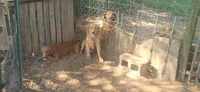Sampson, a male Golden Retriever for sale in Claremont, NC – 4 of 4