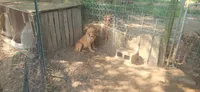 Sampson, a male Golden Retriever for sale in Claremont, NC – 2 of 4