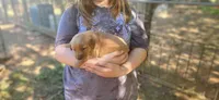Ruby, a female Golden Retriever for sale in Claremont, NC – 8 of 10