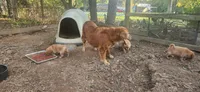 Ruby, a female Golden Retriever for sale in Claremont, NC – 10 of 10