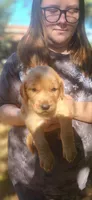 Ruby, a female Golden Retriever for sale in Claremont, NC – 4 of 10