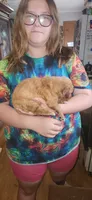 Sampson , a male Golden Retriever for sale in Claremont, NC – 2 of 5