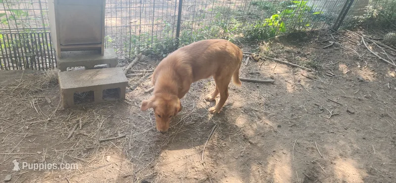 Sampson – Golden Retriever puppy for sale in Claremont, NC