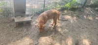 Sampson, a male Golden Retriever for sale in Claremont, NC – 1 of 4