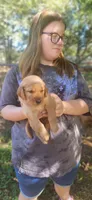 Ruby, a female Golden Retriever for sale in Claremont, NC – 3 of 10