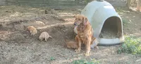 Sampson , a male Golden Retriever for sale in Claremont, NC – 3 of 5