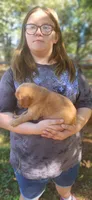 Ruby, a female Golden Retriever for sale in Claremont, NC – 6 of 10