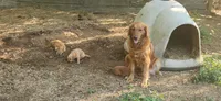 Ruby, a female Golden Retriever for sale in Claremont, NC – 2 of 10