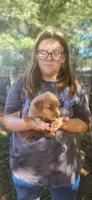 Ruby, a female Golden Retriever for sale in Claremont, NC – 7 of 10