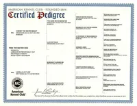 Black Female, a female Labrador Retriever for sale in Eagle Mountain, UT – Photo 4 of 8