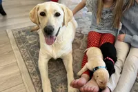 Black Female, a female Labrador Retriever for sale in Eagle Mountain, UT – Photo 6 of 8