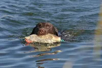 Black Female, a female Labrador Retriever for sale in Eagle Mountain, UT – Photo 3 of 8