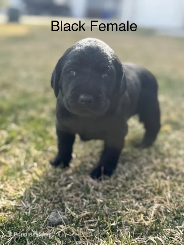 Black Female – Labrador Retriever puppy for sale in Eagle Mountain, UT