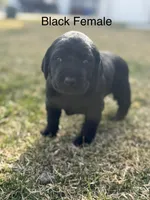 Black Female, a female Labrador Retriever for sale in Eagle Mountain, UT – Photo 1 of 8